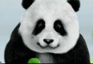 网红熊环球分享,探索世界各地的风土人情