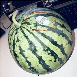 新泰网红吃瓜,揭秘网络红人的幕后故事