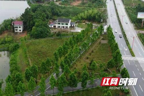 汨罗市松柏镇新闻头条,聚焦乡村振兴新篇章