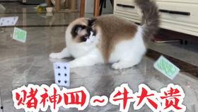 贝贝瓜能给猫吃吗,猫咪的美食还是禁忌？”